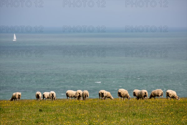 Cap Blanc-Nez (Pas-de-Calais)