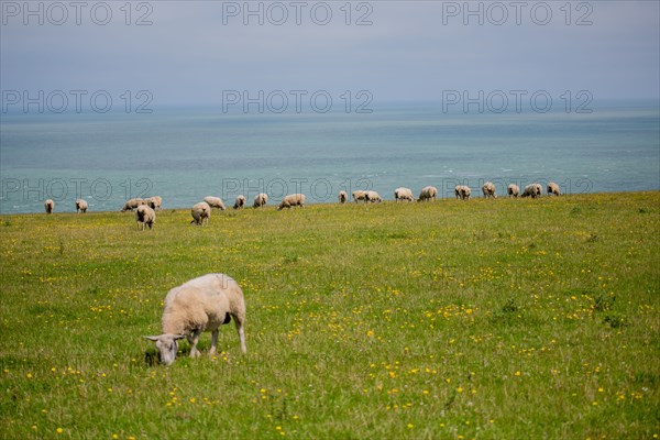 Cap Blanc-Nez (Pas-de-Calais)