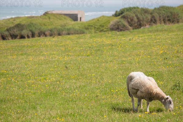 Cap Blanc-Nez (Pas-de-Calais)