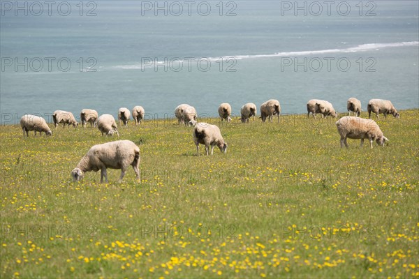 Cap Blanc-Nez (Pas-de-Calais)