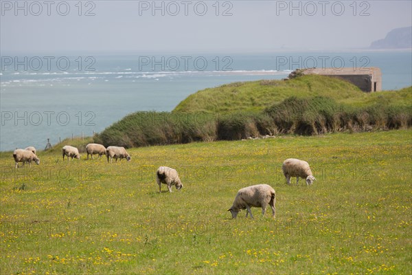 Cap Blanc-Nez (Pas-de-Calais)