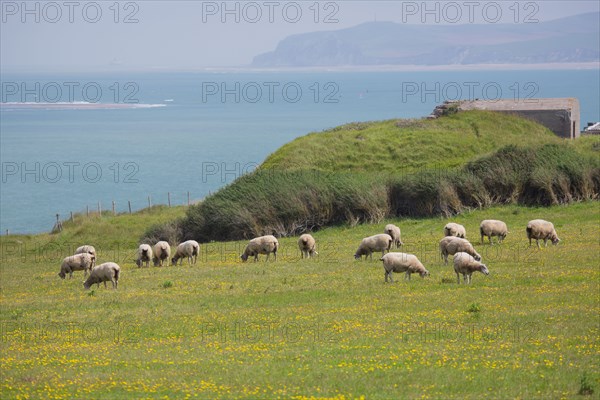 Cap Blanc-Nez (Pas-de-Calais)