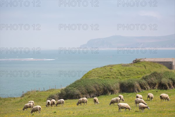 Cap Blanc-Nez (Pas-de-Calais)