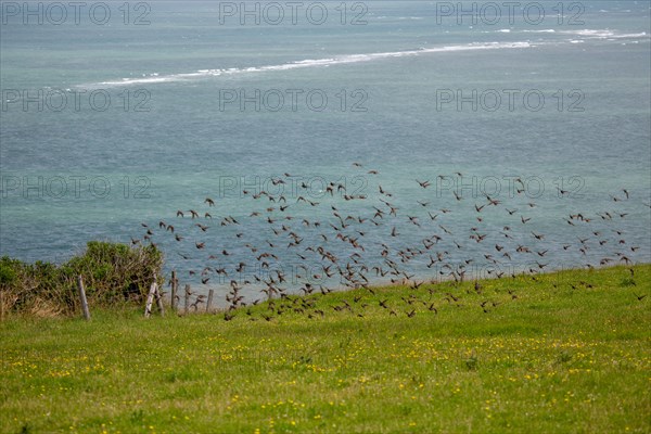 Cap Blanc-Nez (Pas-de-Calais)