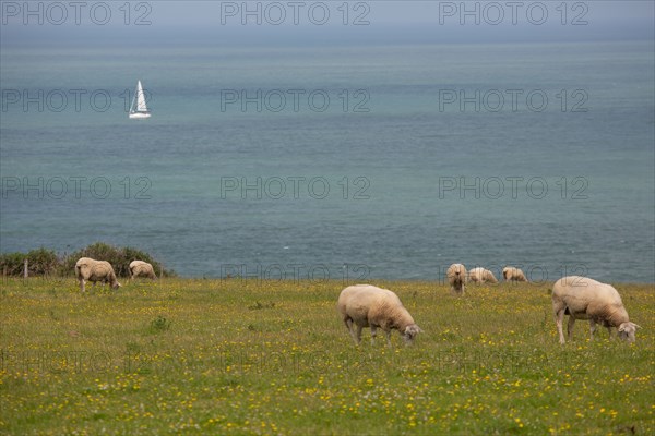 Cap Blanc-Nez (Pas-de-Calais)