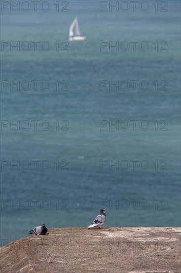 Cap Blanc-Nez (Pas-de-Calais)