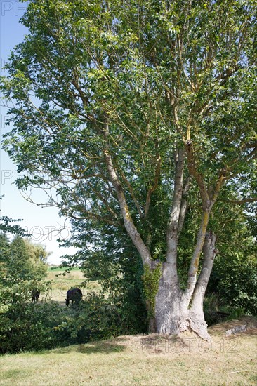 Saint-Germain-sur-Ay (Manche)