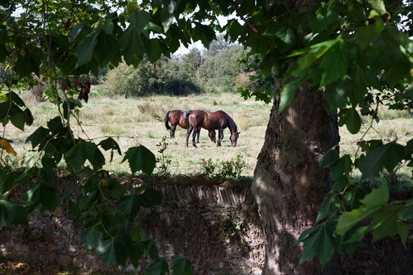 Saint-Germain-sur-Ay (Manche)