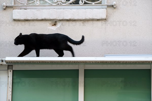 Un chat à Reims