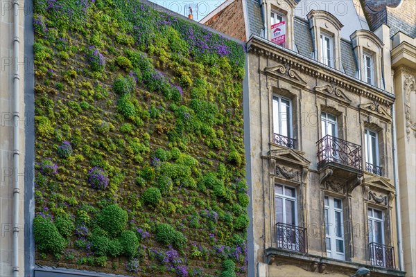 Reims, green wall