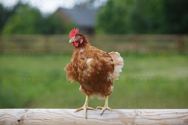 Chicken farm in Beauval en Caux