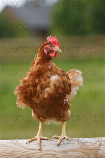 Chicken farm in Beauval en Caux