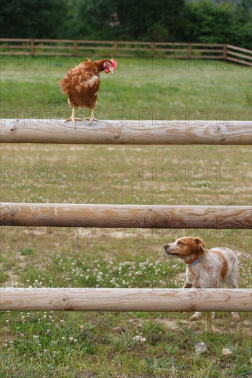 Elevage de poules à Beauval en Caux