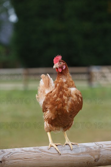 Elevage de poules à Beauval en Caux