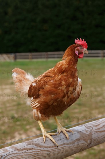 Elevage de poules à Beauval en Caux