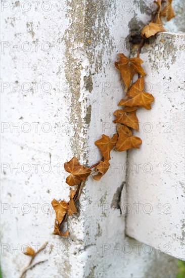 Detail of a cement fence