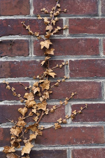 Mur en brique et lierre