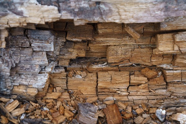 Rotting wood