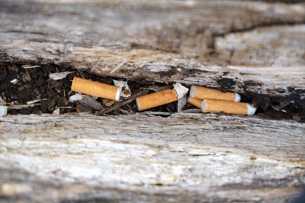 Rotting wood as an ashtray