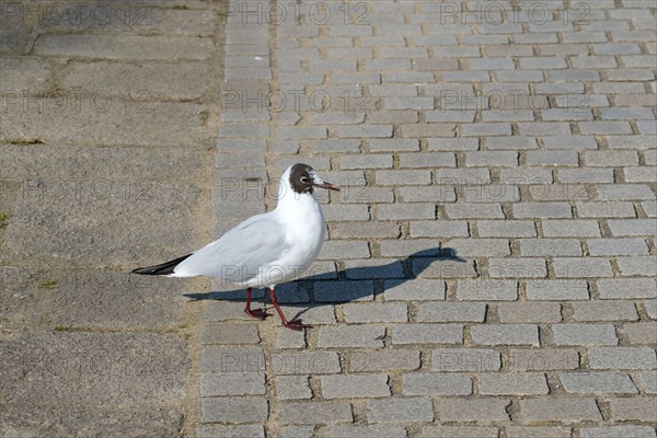 Vannes, Morbihan