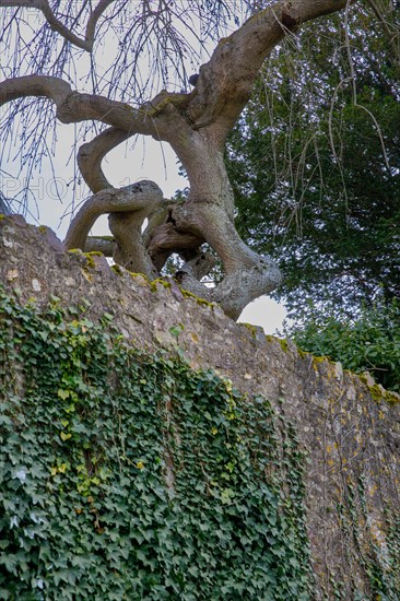 Falaise, Calvados