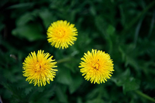 Dandelion flowers