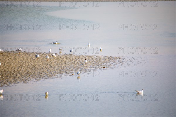 Le Crotoy, Somme