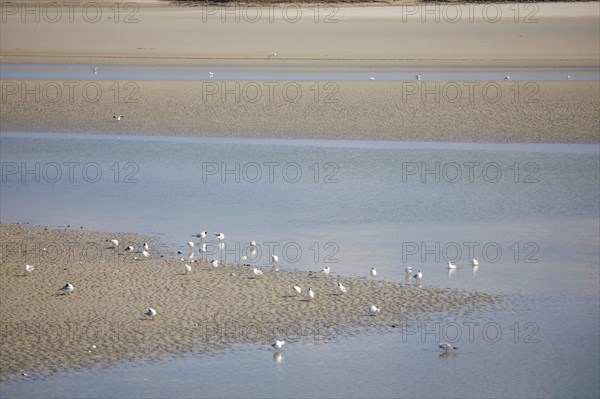 Le Crotoy, Somme