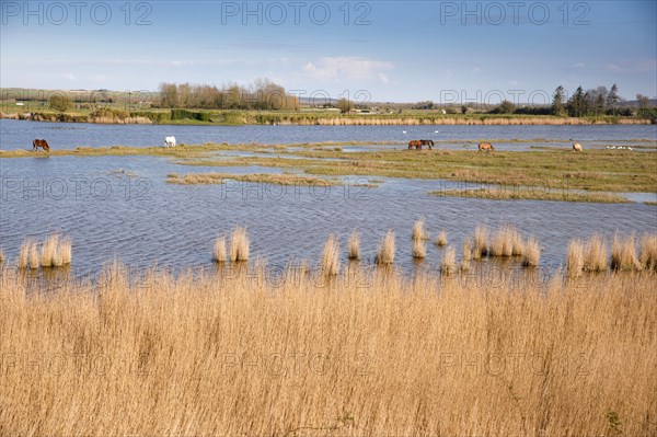 Saint-Valery-sur-Somme, Somme