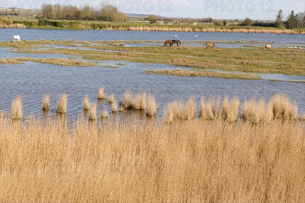 Saint-Valery-sur-Somme, Somme