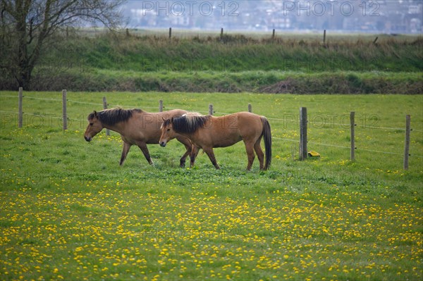 Paysage entre Le Crotoy et Saint-Valery-sur-Somme