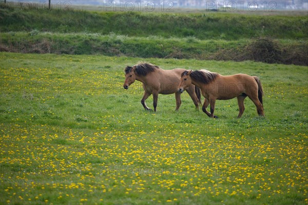 Paysage entre Le Crotoy et Saint-Valery-sur-Somme