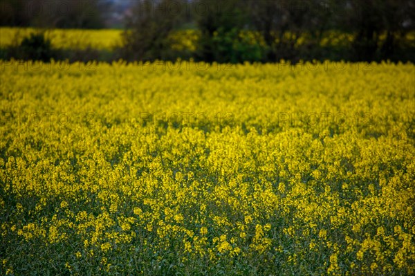 Paysage entre Le Crotoy et Saint-Valery-sur-Somme