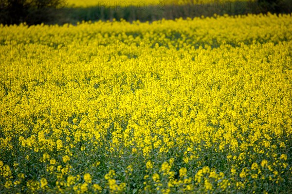 Paysage entre Le Crotoy et Saint-Valery-sur-Somme