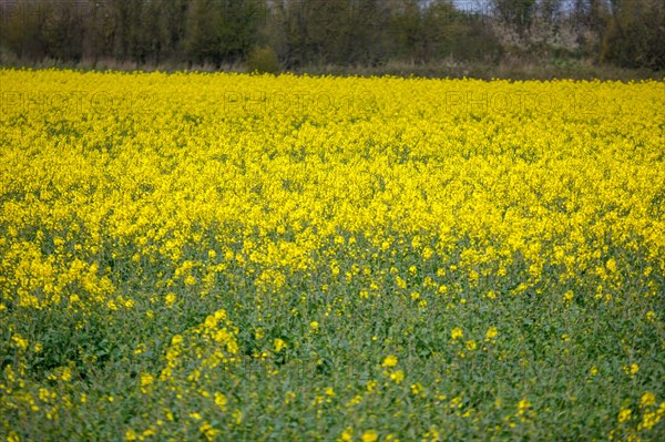 Paysage entre Le Crotoy et Saint-Valery-sur-Somme