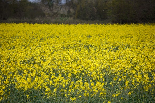 Landscape between Le Crotoy and Saint-Valery-sur-Somme