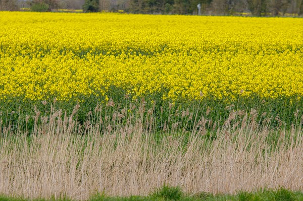 Paysage entre Le Crotoy et Saint-Valery-sur-Somme