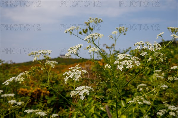 Iles Chausey, Manche