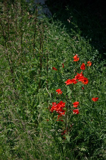 Amiens, Somme department