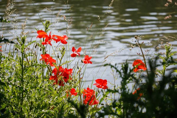 Amiens, Somme