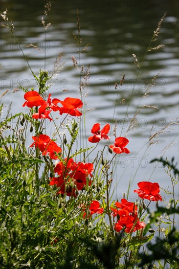 Amiens, Somme