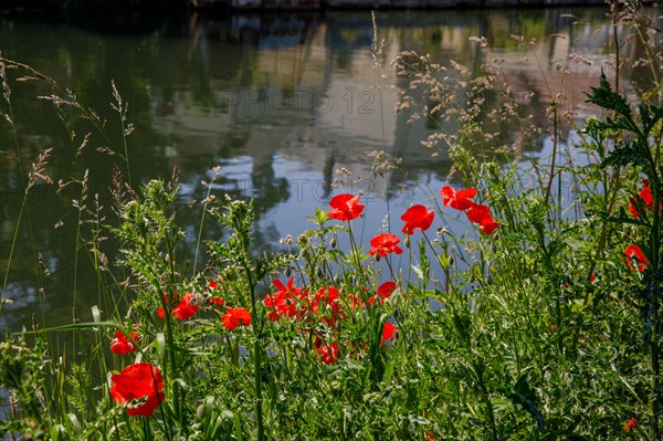 Amiens, Somme