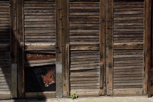 Amiens, Somme