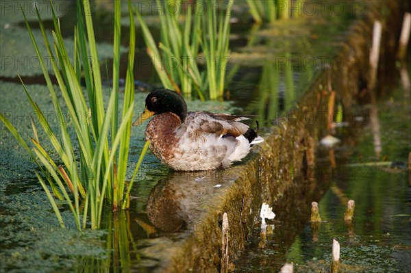 Amiens, Somme