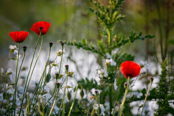 Amiens, Somme department