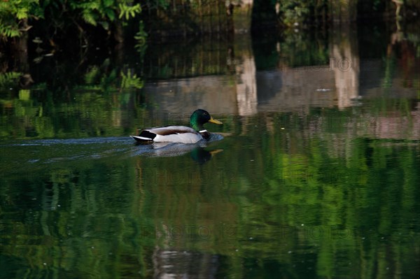 Amiens, Somme