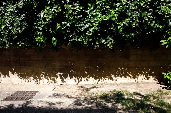 Vegetation, Paris