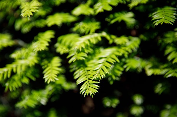 Vegetation, Paris