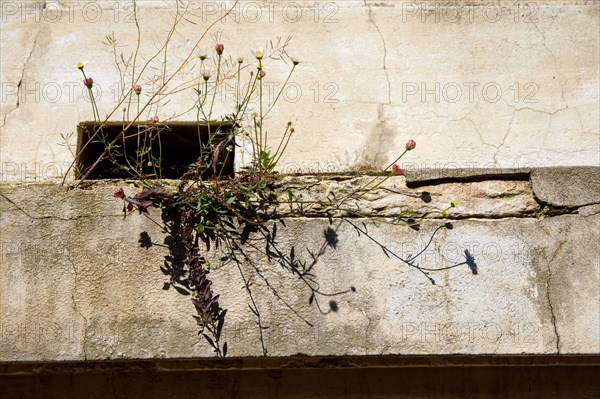 Vegetation, Paris