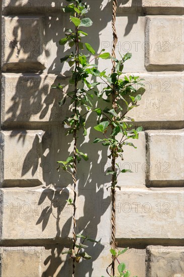 Arras, Pas-de-Calais